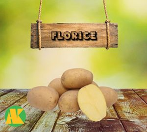 florice patates tohumu