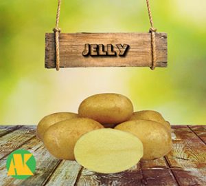 jelly patates tohumu