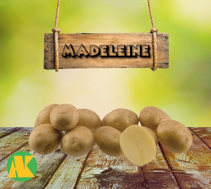 madeleine patates tohumu