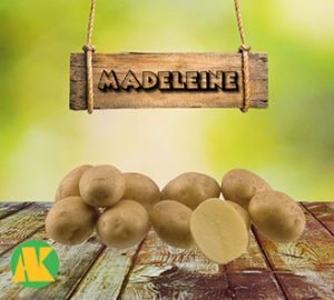 madeleine_patates_thmb