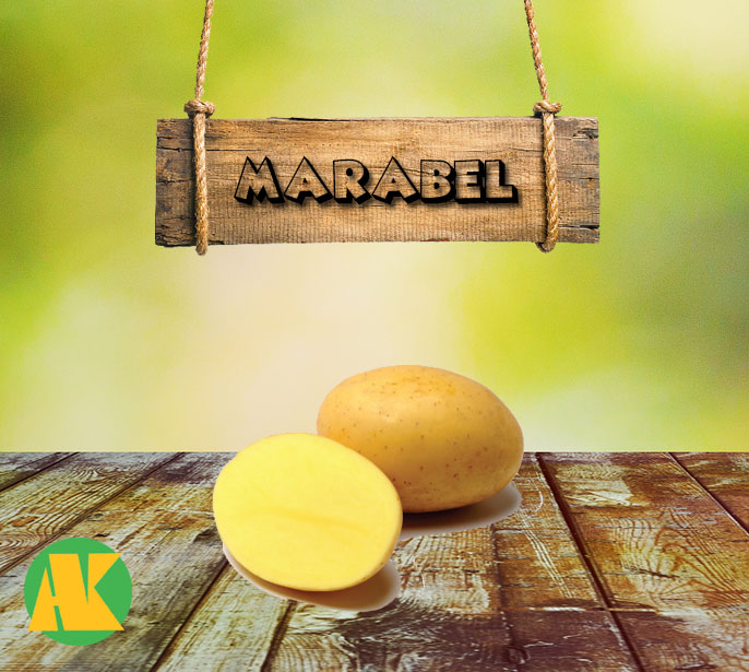 marabel patates tohumu