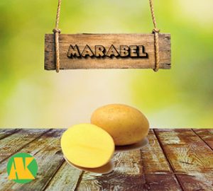 marabel_patates_thmb
