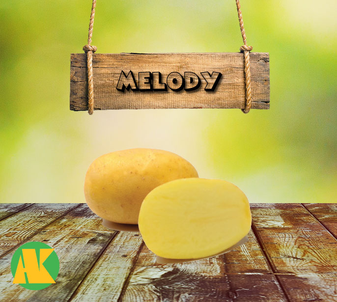 melody patates tohumu
