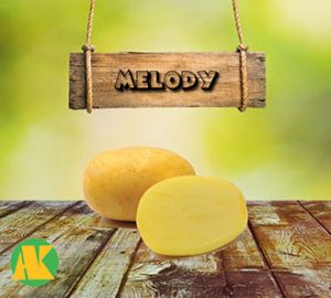 melody_patates_thmb