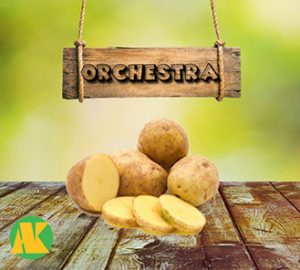 orchestra_patates_thmb