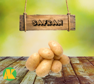 safran patates tohumu