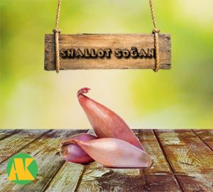 shallot-sogan-thmb