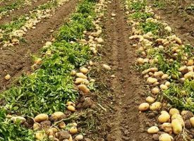Patates Tarlalarımız (12)