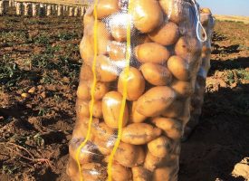 Patates Tarlalarımız (18)